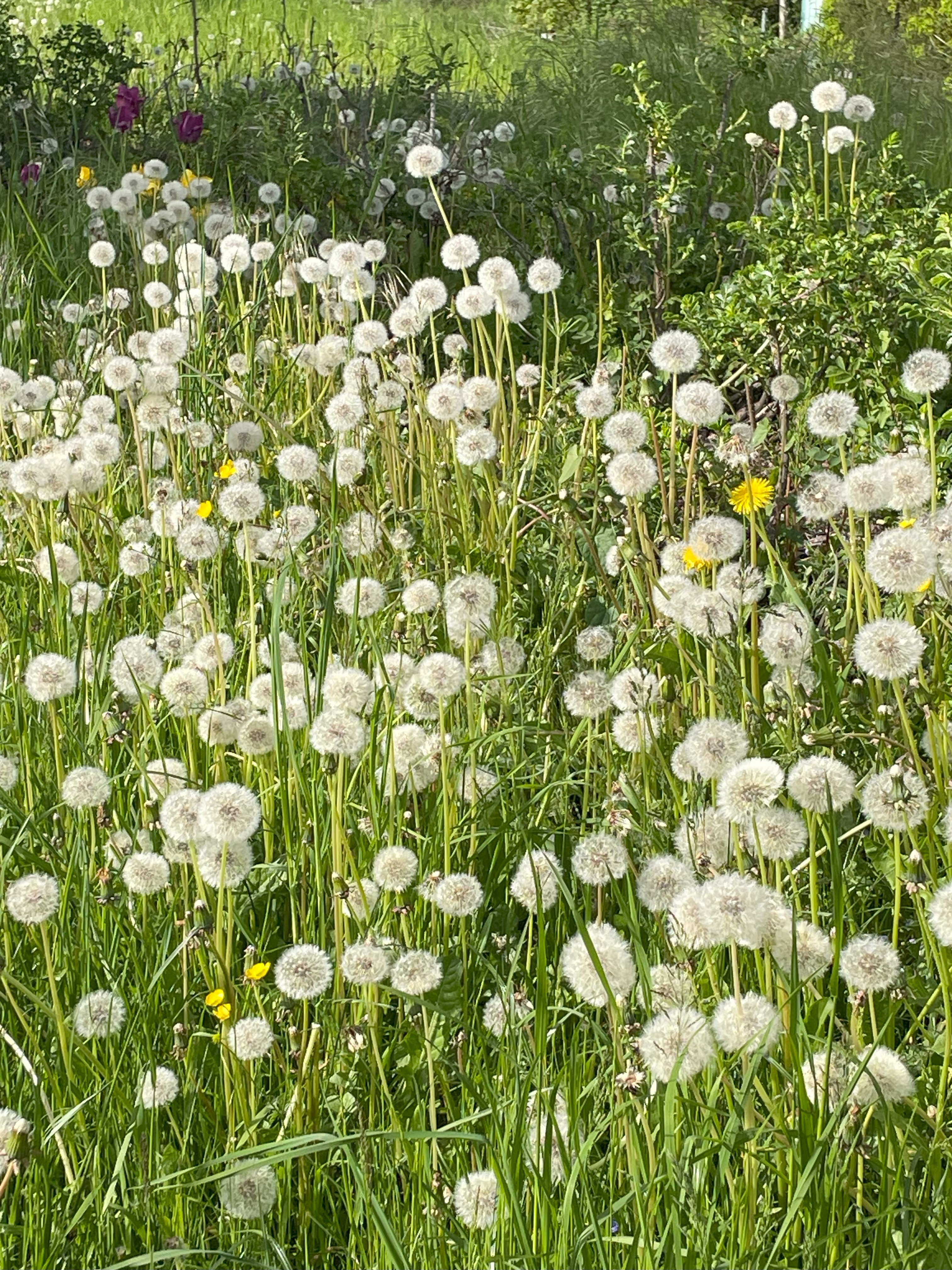 Eine grüne Wiese voller leuchtender Pusteblumenkugeln